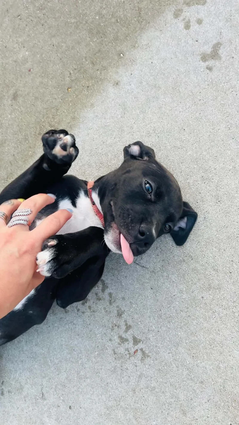 A baby medium-sized female Black Mixed Breed dog named Blair Bear for adoption in Clinton, WI