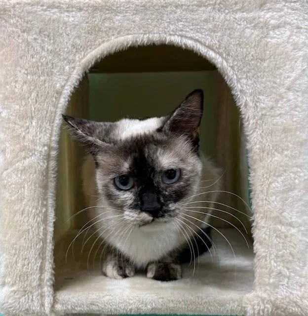 An adult medium-sized female Siamese cat named Catrina for adoption in Camarillo, CA