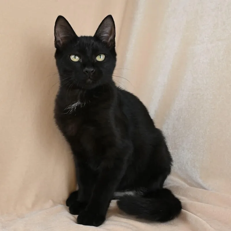 A baby medium-sized male Black Domestic Short Hair cat named Benkie for adoption in Mobile, AL