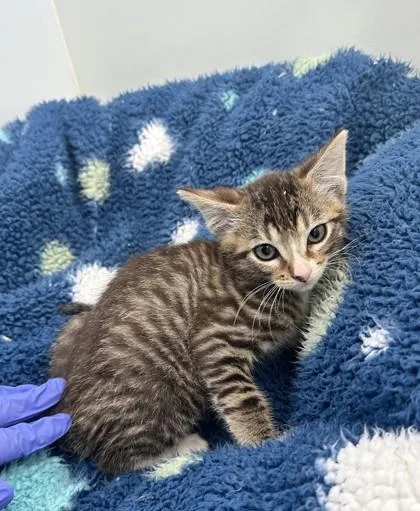 A baby small-sized male Domestic Short Hair cat named Hanson for adoption in Sultan, WA