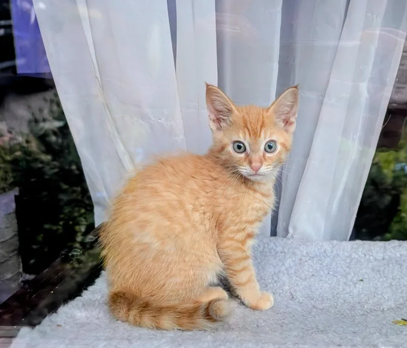 A baby medium-sized male Domestic Short Hair cat named Yammy for adoption in Shelton, WA