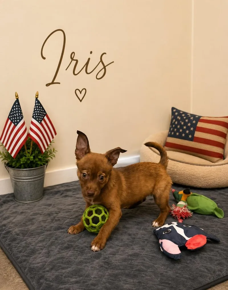 Iris thumbnail 3