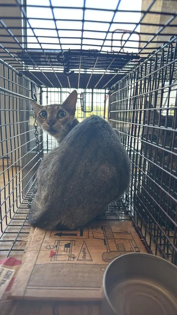 A young medium-sized female Domestic Short Hair cat named Husemann Feral for adoption in New Braunfels, TX