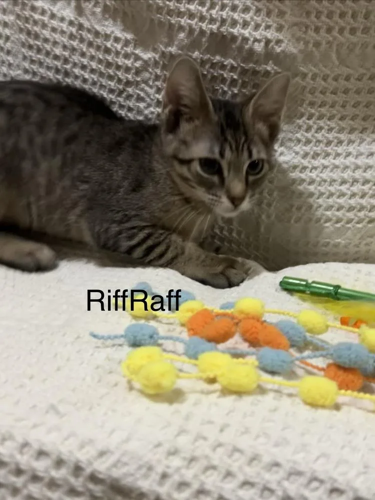 A baby small-sized male Domestic Short Hair cat named Riff Raff for adoption in Groveland, MA
