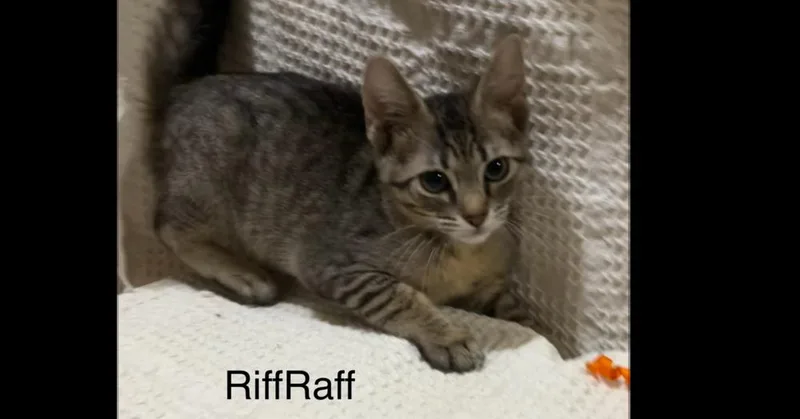 Riff Raff thumbnail 5