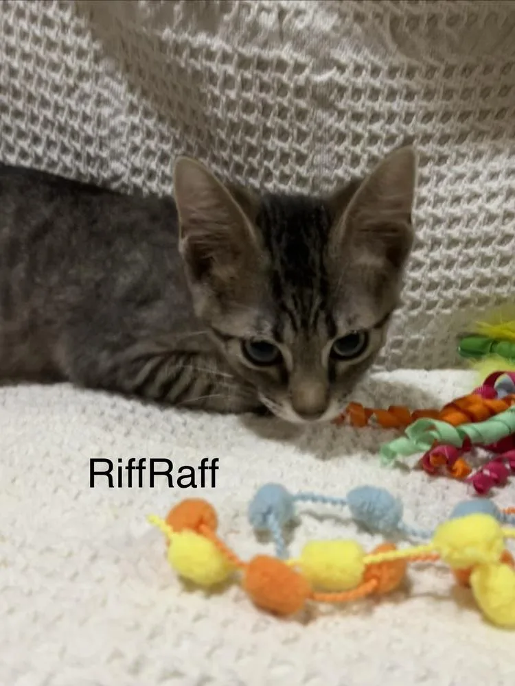 Riff Raff thumbnail 6