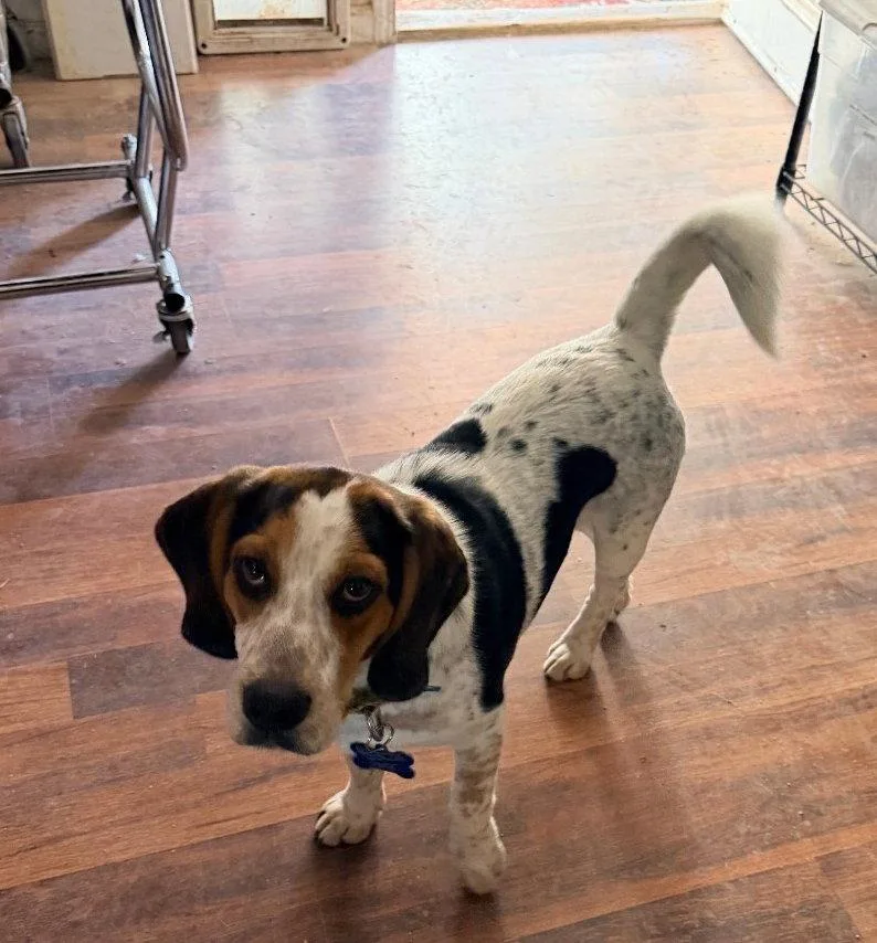 A young medium-sized male Beagle dog named Freeway for adoption in Las Vegas, NV