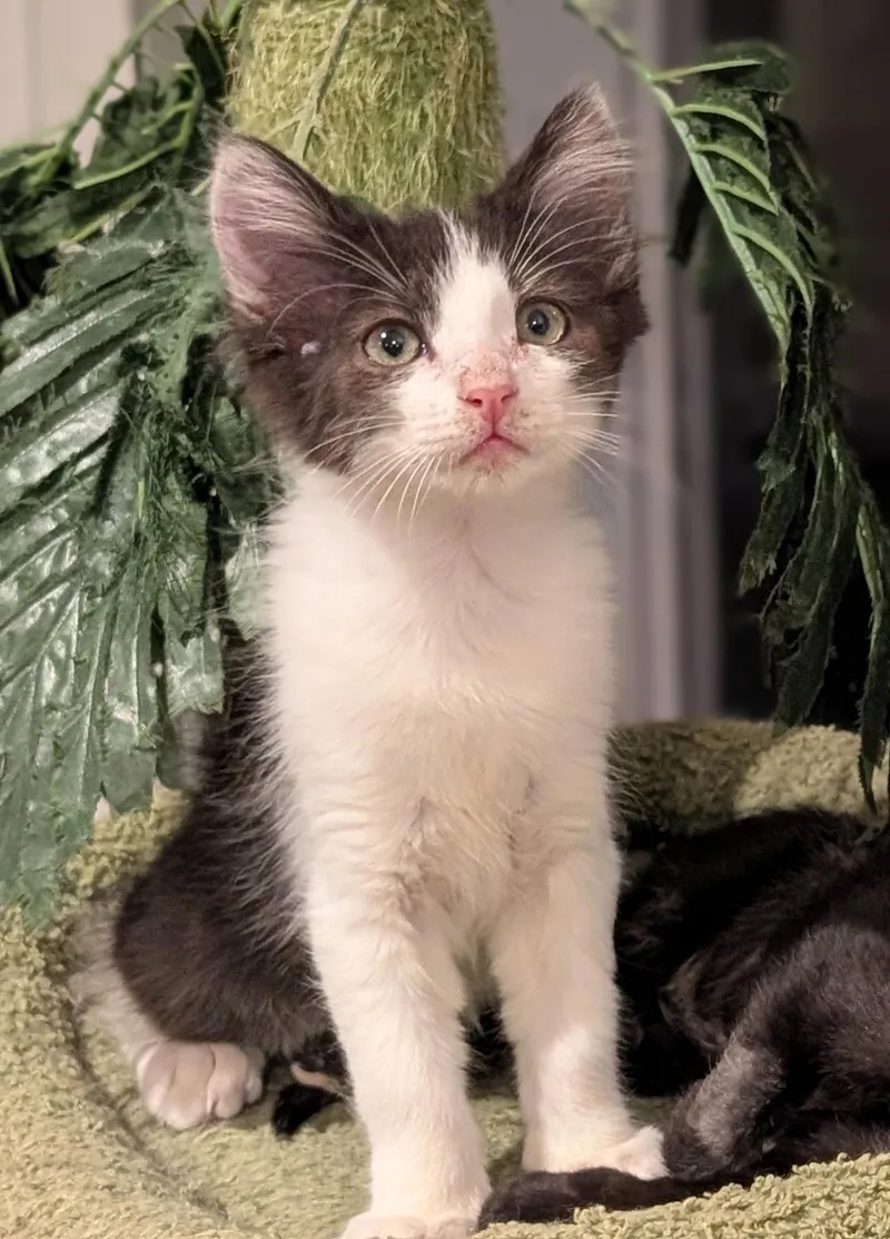 A young medium-sized male Black & White / Tuxedo Domestic Medium Hair cat named Kevin for adoption in Redwood City, CA