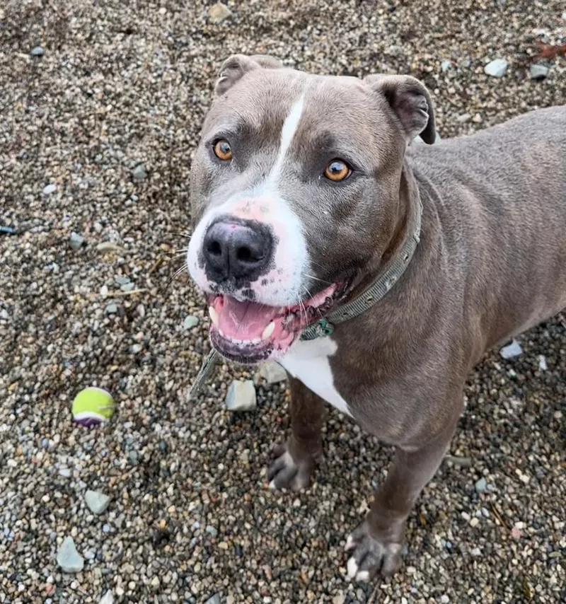 An adult large-sized male Gray / Blue / Silver Pit Bull Terrier dog named Blue for adoption in Rochester, IN