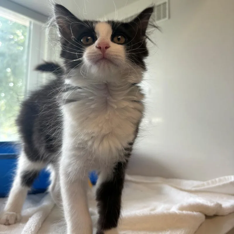 A baby small-sized male White Domestic Short Hair cat named Nitrogen for adoption in East Hanover, NJ