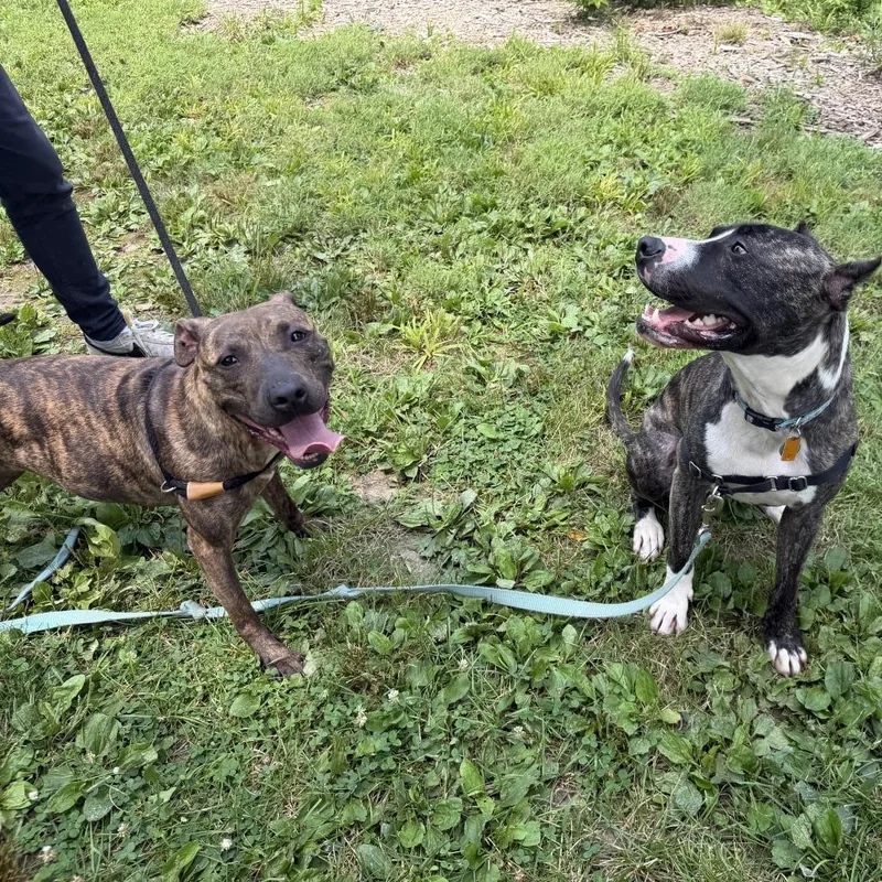 An adult medium-sized female Brown / Chocolate Pit Bull Terrier dog named "dumpling" for adoption in Perkiomenville, PA