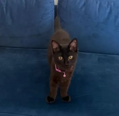 A baby small-sized female Domestic Medium Hair cat named Cortado for adoption in Atlanta, GA