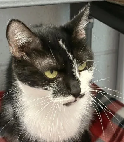 An adult small-sized female Domestic Short Hair cat named Mittens for adoption in West Chester, PA