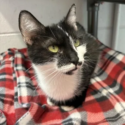 Mittens thumbnail 2