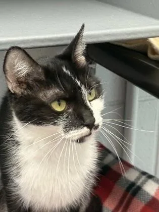 Mittens thumbnail 3