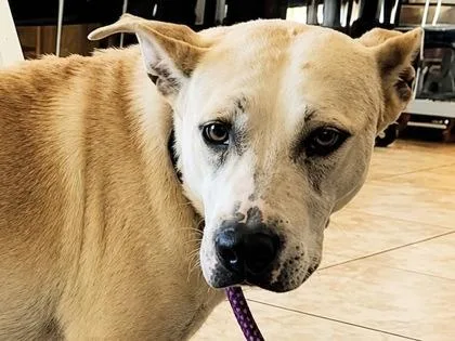 An adult large-sized female Apricot / Beige Mixed Breed dog named Honey for adoption in Georgetown, TX