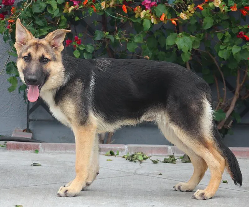 A young large-sized male Black German Shepherd Dog dog named Beau Von Beuron for adoption in Los Angeles, CA