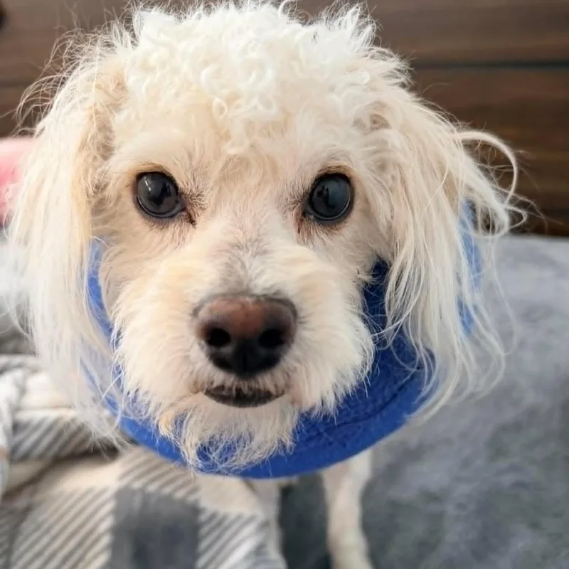 A young small-sized male Maltese dog named Rowan for adoption in Homer Glen, IL