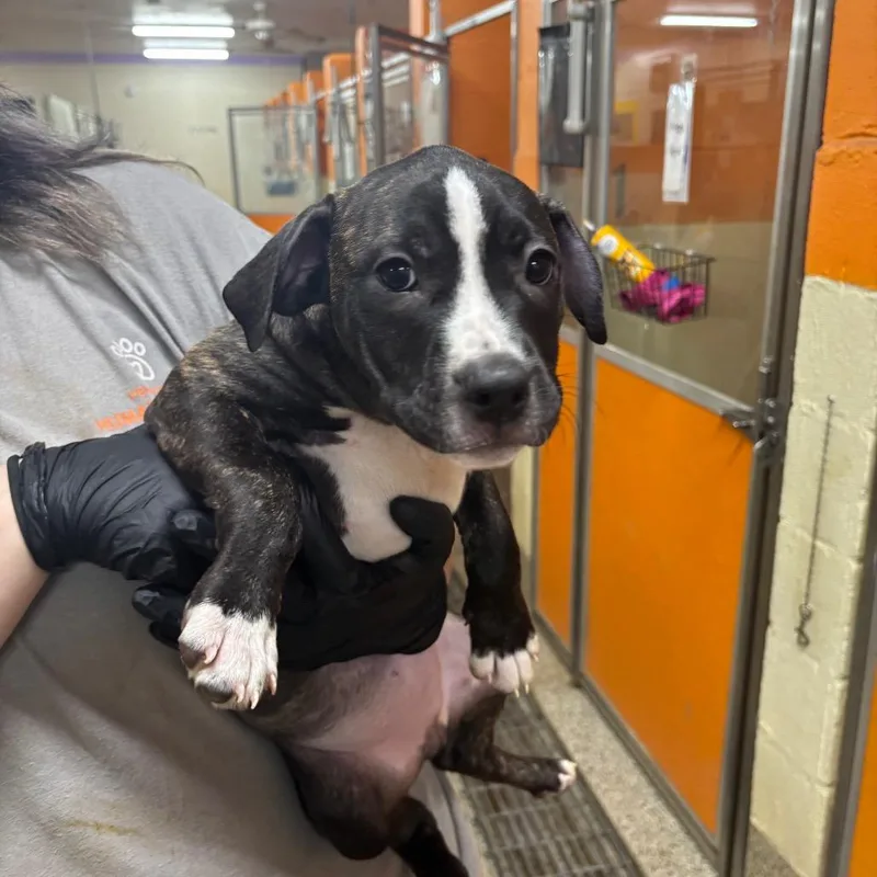 A baby medium-sized male Black Mixed Breed dog named Captain for adoption in Pensacola, FL