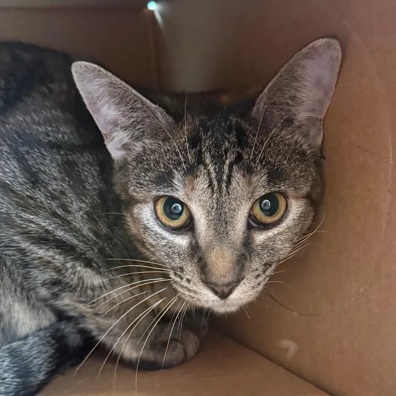 An adult medium-sized female Torbie Domestic Short Hair cat named Sandy for adoption in Saint Charles, MO