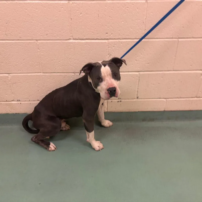 A young medium-sized male Gray / Blue / Silver Mixed Breed dog named Cookie for adoption in Memphis, TN