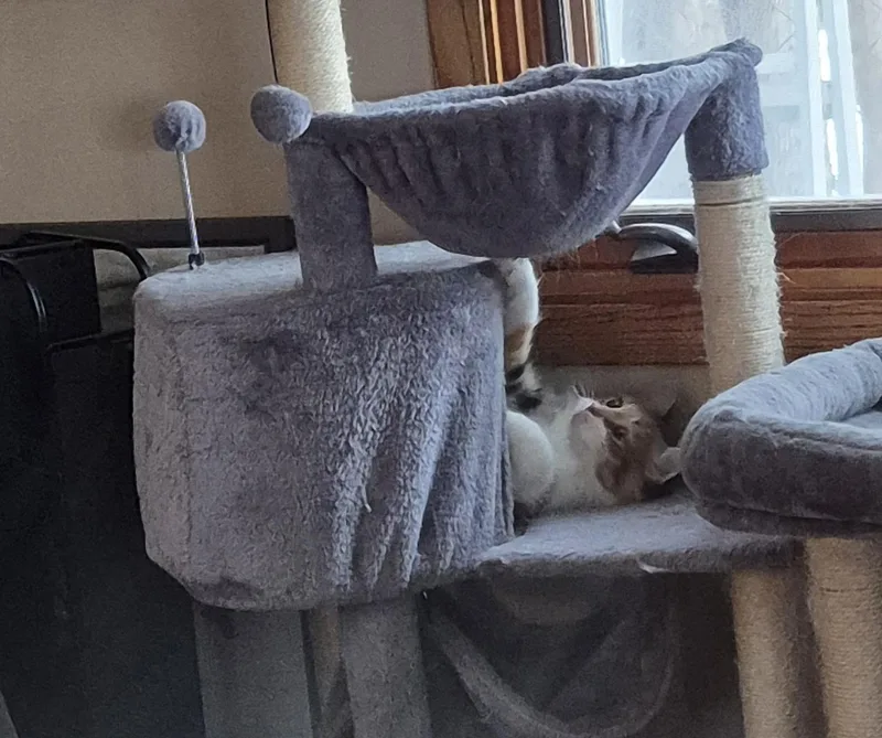 Little Girl thumbnail 2