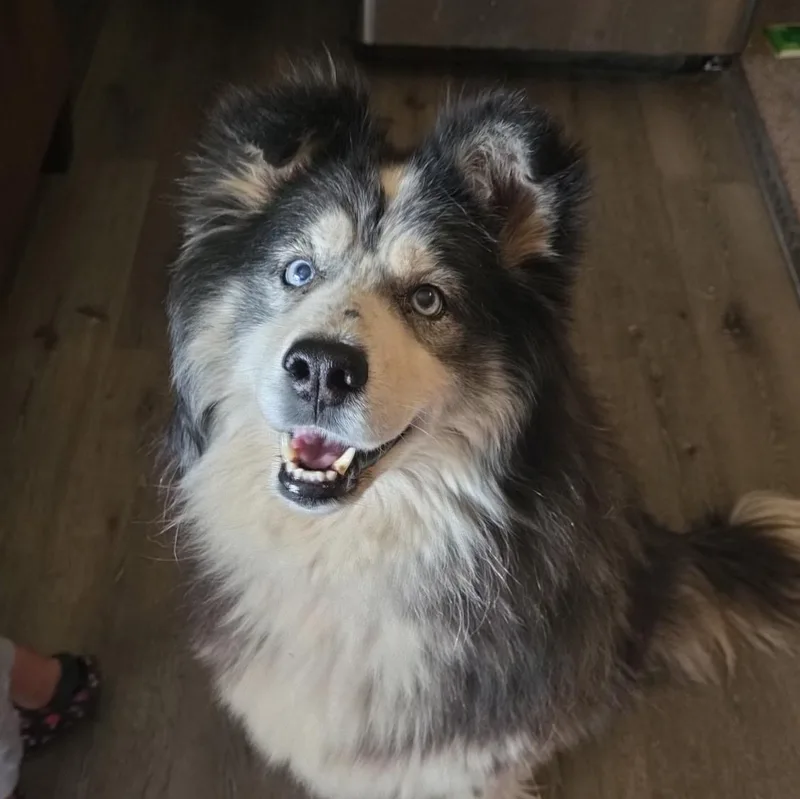 An adult medium-sized female Tricolor (Brown, Black, & White) Husky dog named Ella for adoption in Issaquah, WA