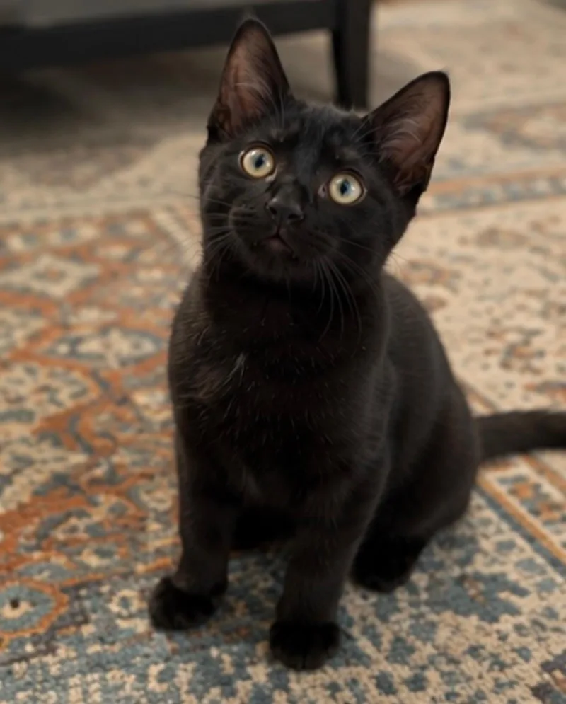 A young medium-sized male Black Domestic Short Hair cat named Luigi for adoption in Joliet, IL