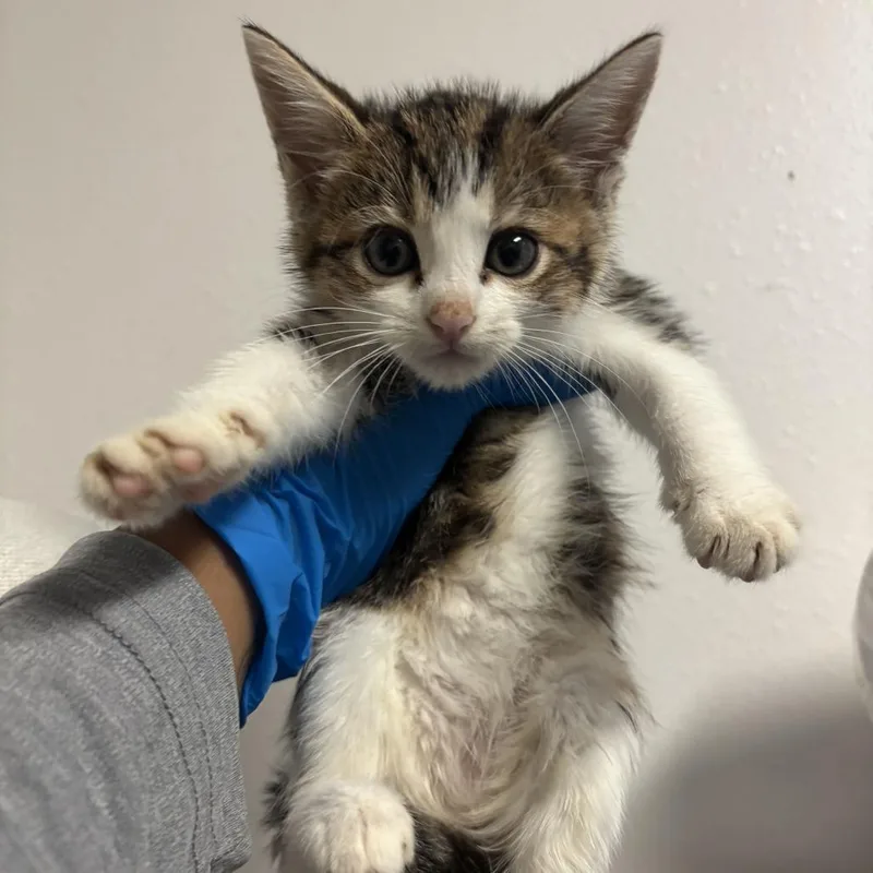 A baby small-sized male Gray / Blue / Silver Domestic Short Hair cat named Mango for adoption in Edinburg, TX