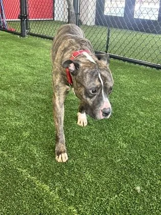 An adult large-sized male Mixed Breed dog named Kreed for adoption in West Chester, PA