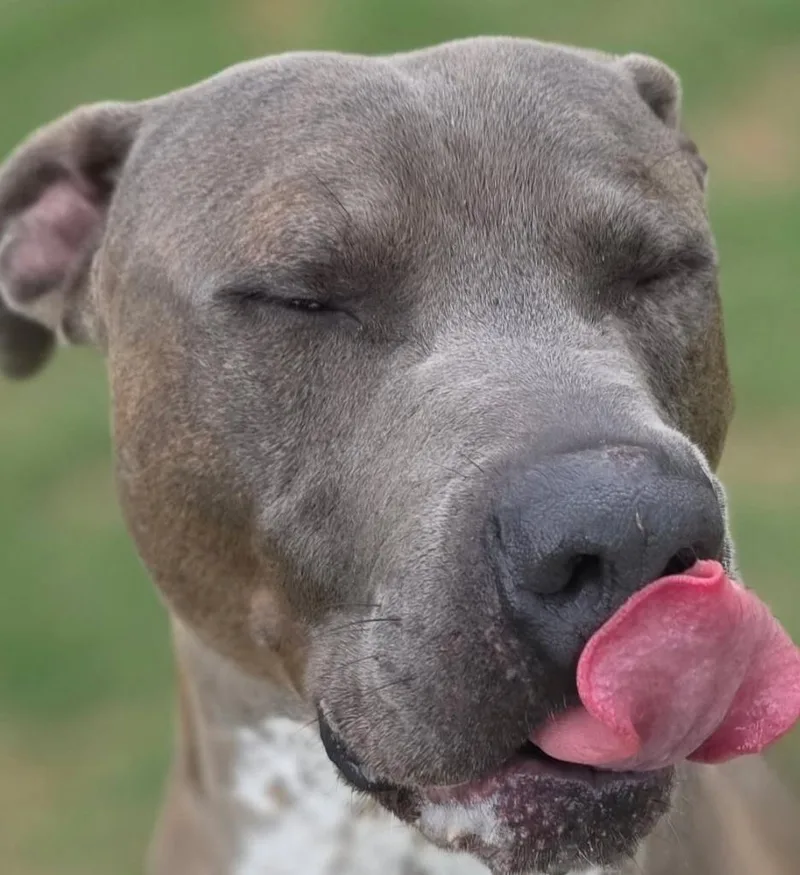 A young large-sized male Pit Bull Terrier dog named Slate for adoption in Little Elm, TX