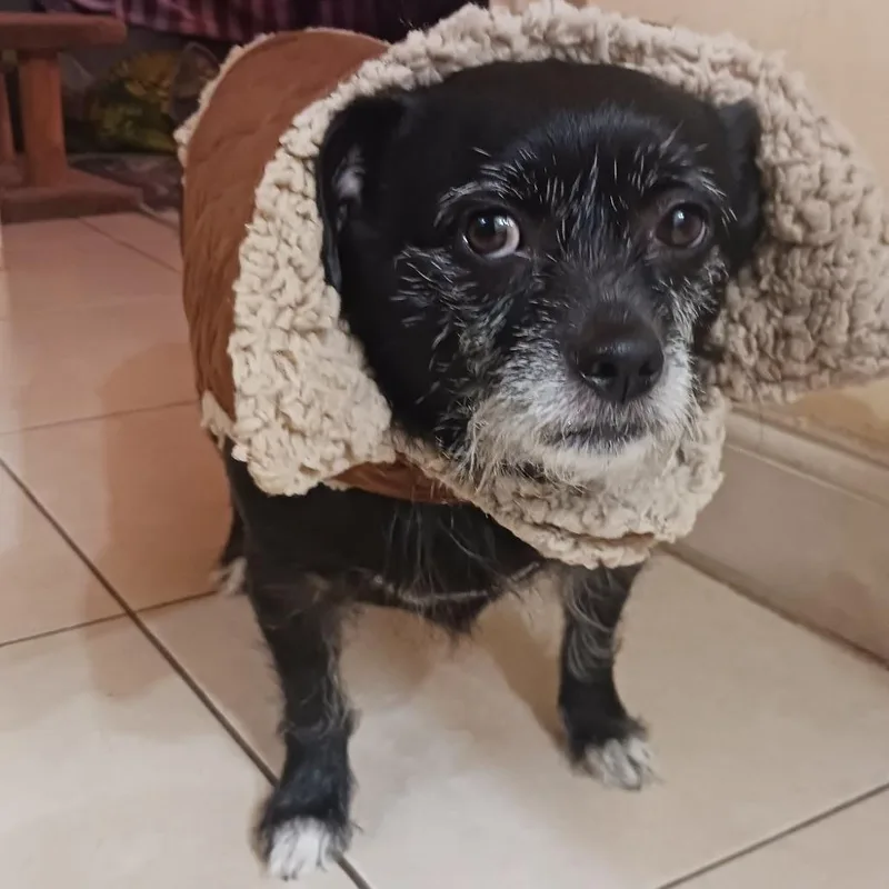 An adult medium-sized female Black Mixed Breed dog named Molly for adoption in West Palm Beach, FL
