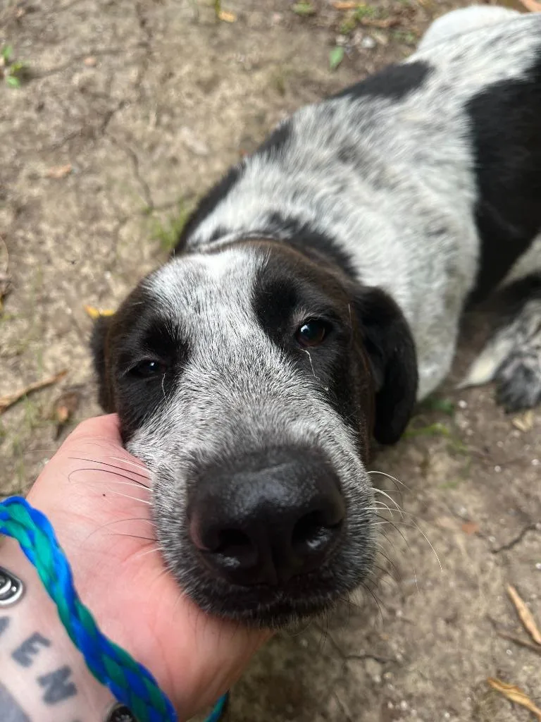 A young large-sized female Cattle Dog dog named Dog Kennel for adoption in Greenville, TX