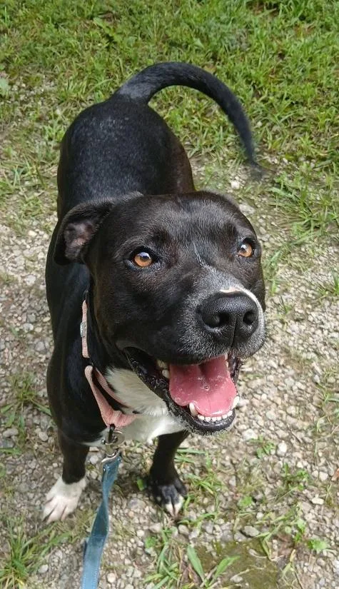 An adult medium-sized male Black Terrier dog named Storm for adoption in Pegram, TN