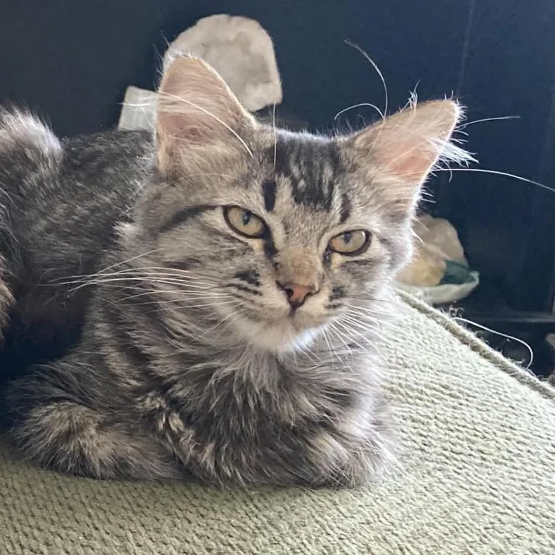 Daphne