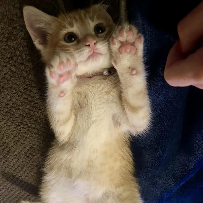 A young medium-sized female Orange / Red Domestic Short Hair cat named Azula for adoption in Warr Acres, OK