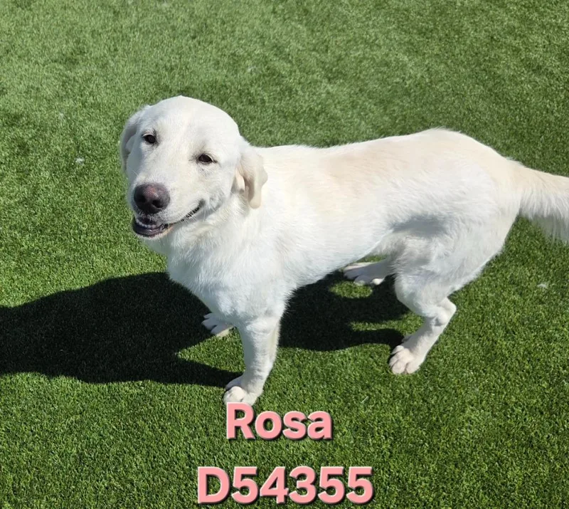 A young medium-sized female Labrador Retriever dog named Rosa for adoption in Clarksville, TN