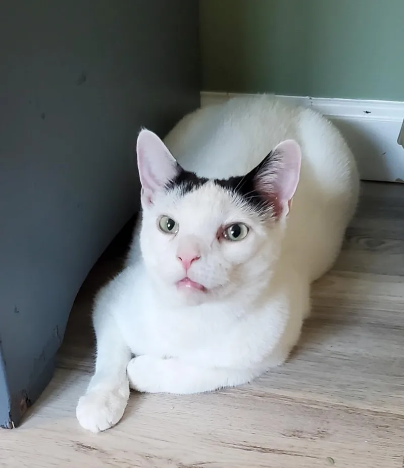 An adult medium-sized male Black & White / Tuxedo Domestic Short Hair cat named Bandit for adoption in Landenberg, PA
