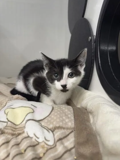 A young small-sized female Domestic Short Hair cat named Daphne for adoption in Roseville, CA