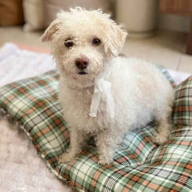 A young medium-sized male Poodle dog named Harmony for adoption in Boca Raton, FL