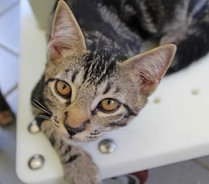 A senior small-sized male Domestic Short Hair cat named Gizmo for adoption in Honolulu, HI