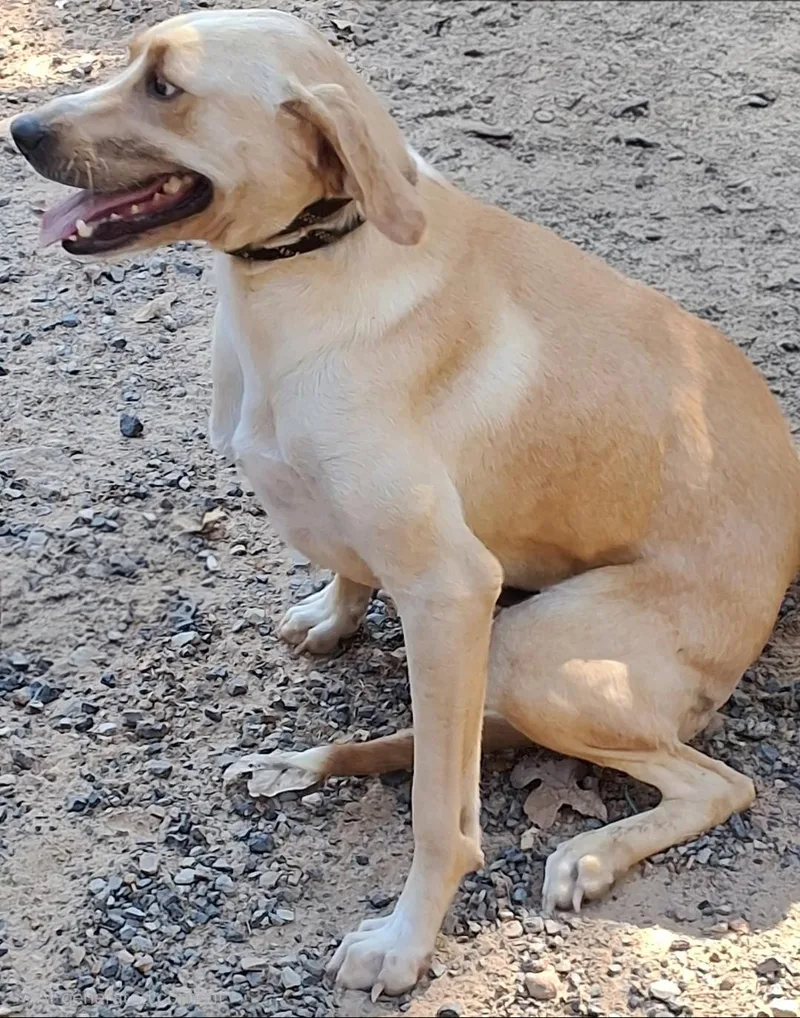 A young medium-sized male Yellow Labrador Retriever dog named Monday for adoption in Mena, AR