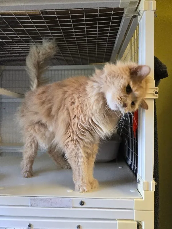 A senior medium-sized male Domestic Long Hair cat named Simba for adoption in Cortland, NY