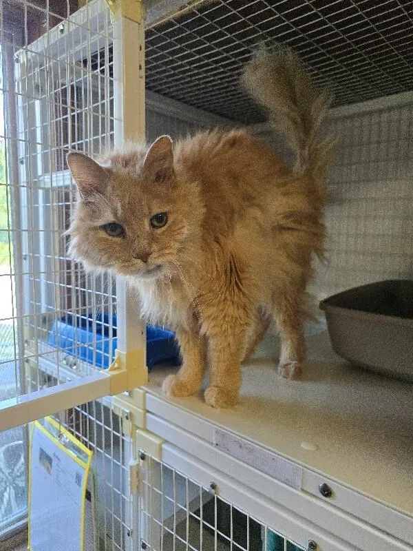 Simba thumbnail 2