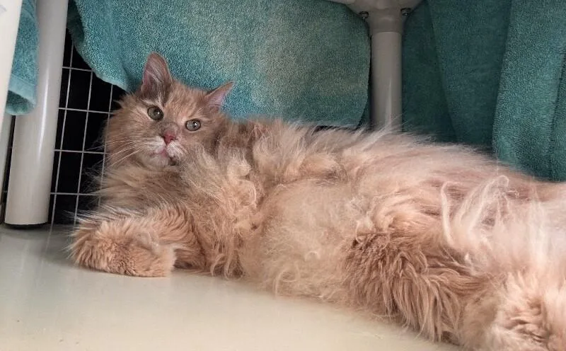 Simba thumbnail 3