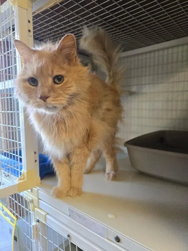 Simba thumbnail 4