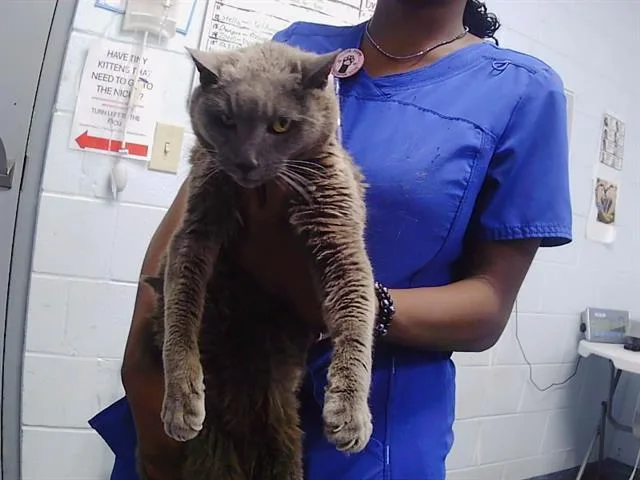 A senior medium-sized female Domestic Short Hair cat named Beatrice for adoption in Charlotte, NC