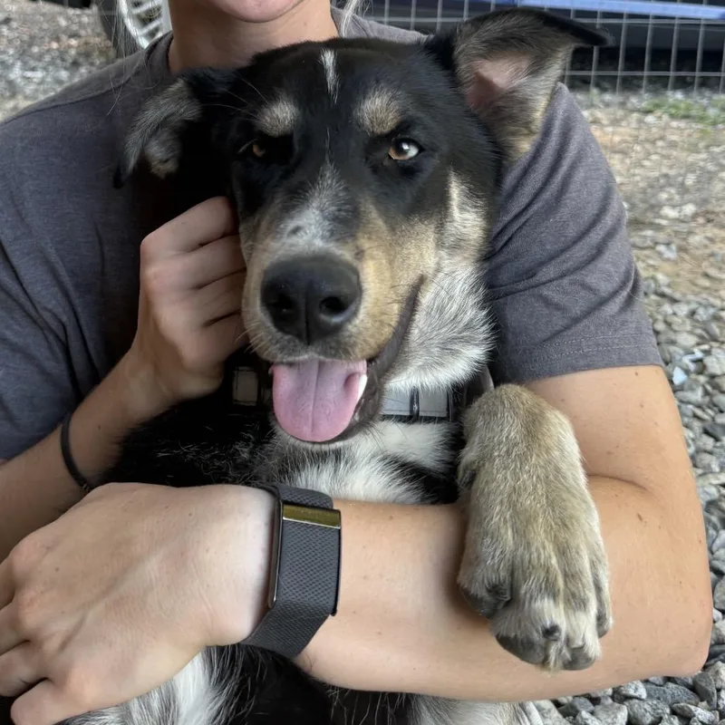 A young medium-sized male Black Mixed Breed dog named Gunner for adoption in Winston-Salem, NC