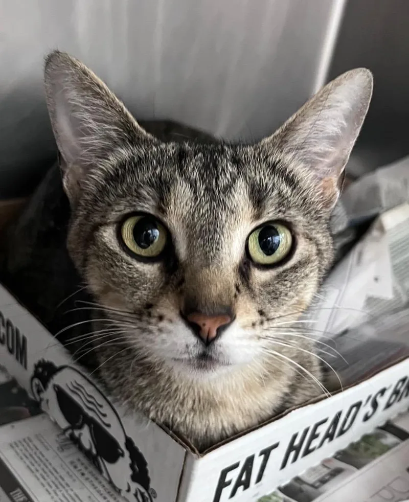 An adult medium-sized female Domestic Short Hair cat named Dr. Bones for adoption in Cincinnati, OH