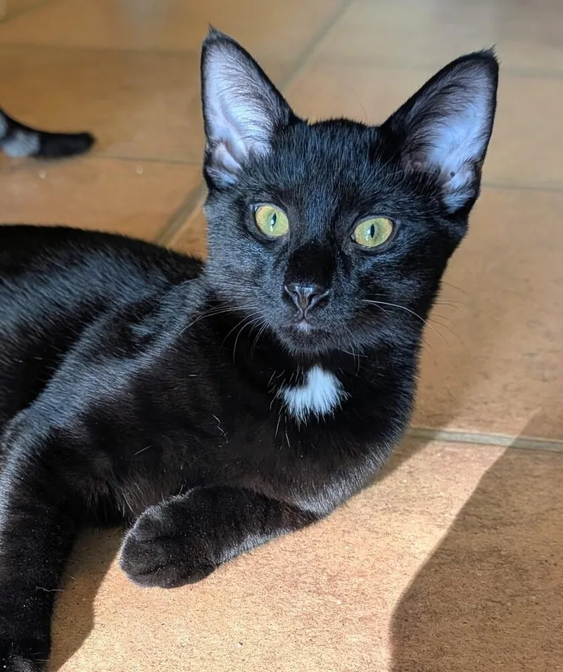 A baby medium-sized male Black Domestic Short Hair cat named Midnight for adoption in Louisa, VA
